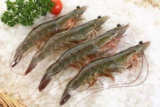 米虾的养殖条件及注意事项,米虾多久成体