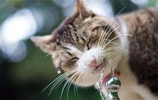 养宠知识分享 公猫尿闭的原因有哪些,猫咪尿闭几天会死亡