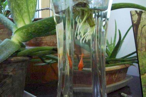 养鱼水直接拿来养花,真是奇葩的养花方法,跟着养护专家学起来 w