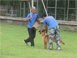 北京训狗 宠物训练 训犬学校 狗狗训练基地 