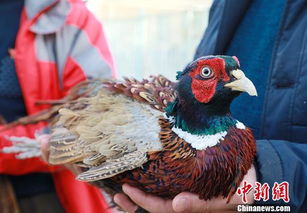 新疆和硕县 珍禽 驯养化农户增收 尝 甜头
