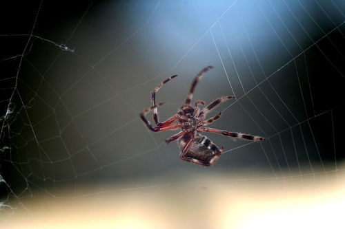 怎样才能防止蜘蛛爬到家里 