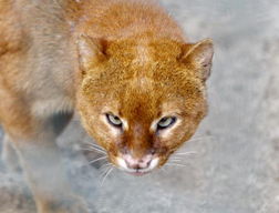 德动物园展出对眼山猫 或效仿 同病 负鼠蹿红 