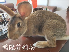 富县公羊兔多少钱一只养殖什么周期短收益快
