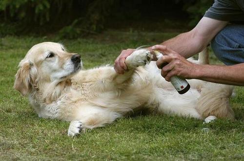 狗狗 舔爪子 的七大原因,有可能是生病了,别视而不见