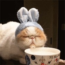 宠物日常 兔猫斯基喝水喝到睡着了,醒来后