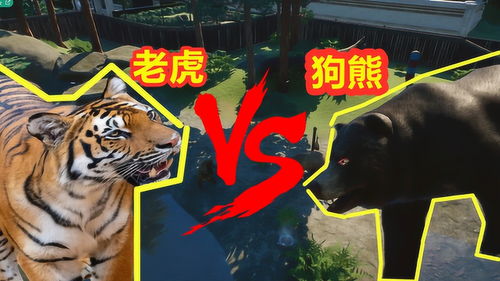 动物园之星 狗熊 和 老虎 打架,谁会更加厉害呢 