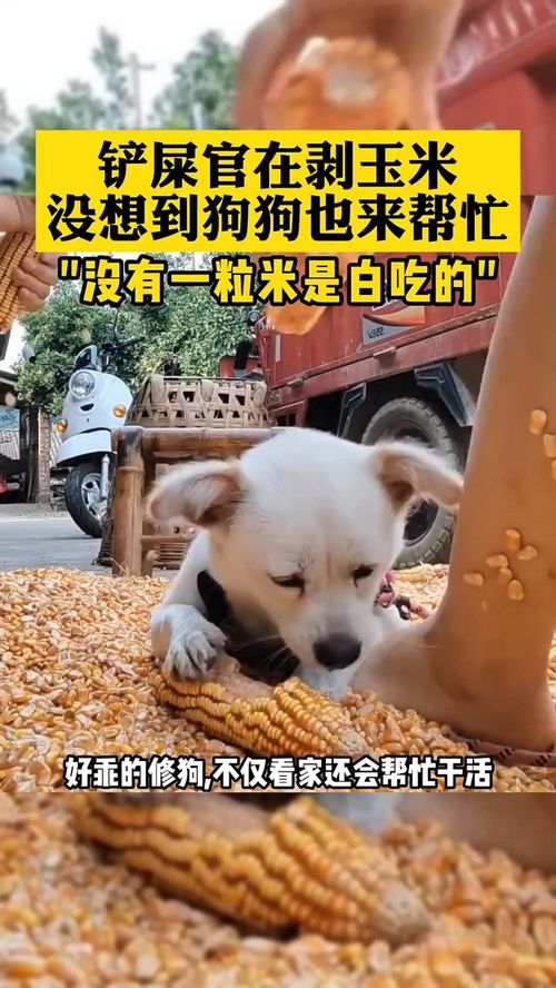 铲屎官在剥玉米,没想到狗狗也来帮忙 没有一粒米是白吃的 