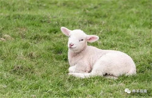 饲养小羊的注意事项