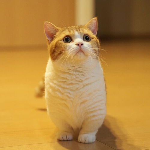 曼赤肯猫 小短腿 萌萌的 可爱 kitty cat 猫 堆糖,美好生活研究所 