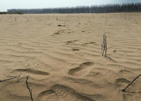 济南40亩坑洼地蒸发成沙漠 附近居民不堪 吃土