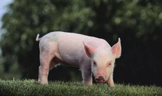 一只猪利润大概多少 一天卖100斤猪肉利润是多少