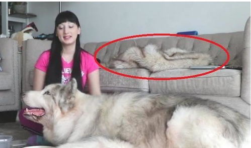 美女养的狗狗,眼尖网友看到了沙发上的亮点,这是狗狗的外套吗
