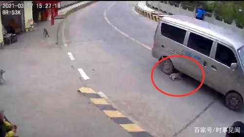 在重庆,一条狗冲过公路被撞死,肇事司机逃逸,引发网友议论