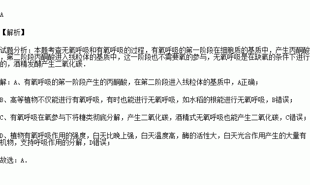 说有氧呼吸强度白天比晚上强为什么不一定