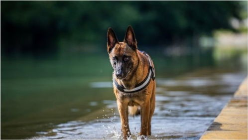 最适合当 警犬 的6种狗,每只都是保家卫国的好手