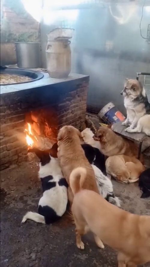 农村的冬天太冷了,聪明的狗子们来到火灶旁取暖 