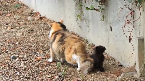 流浪猫从小练就一身本领,看这小猫爬墙技能多厉害 