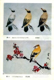 黄鹂鸟如何画 