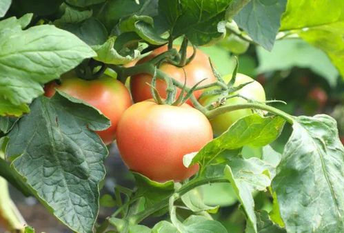 黄瓜不能跟西红柿种在一起是什么原因,黄瓜和番茄种植间隔距离多远