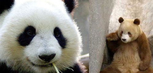 世界上有两只了 陕西新发现一只野生棕色大熊猫,生存之地很隐蔽