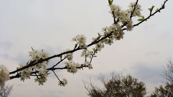 关于春天大自然的诗句有哪些