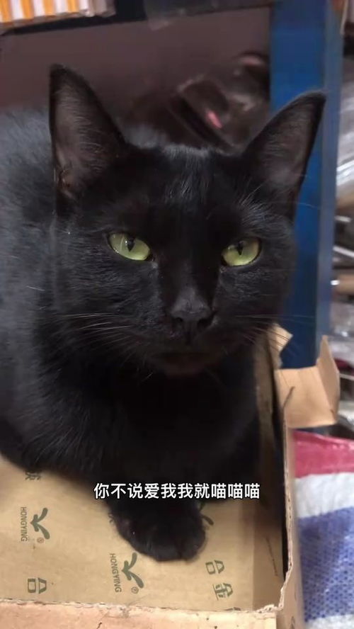 世上最懒的猫之一 