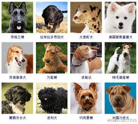 狗品种大全分类（世界上有多少种狗类?）