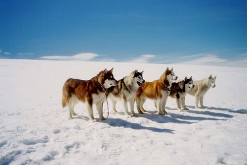 西伯利亚雪橇犬 哈士奇