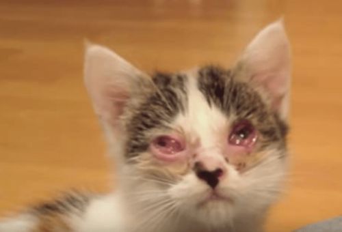 患结膜炎的流浪猫被网友收养后,痊愈的过程竟引来了200万 人次的观看