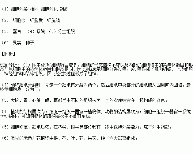 下图是细胞的部分生命活动.请根据图回答问题. 1 图中A表示 过程.细胞在完成了该过程以后.细胞核中的染色体数目和形态与原细胞中的染色体数目和形态 ,经过D表示的 