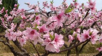 旺桃花最有效的方法介绍,可催旺桃花的植物有哪些 