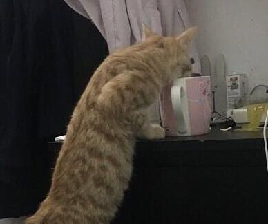 为什么猫咪喜欢喝主人水杯里的水 原因有5个