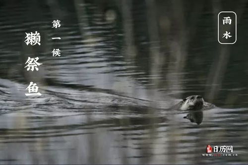 雨水三候是什么意思 獭祭鱼 鸿雁来 草木萌动