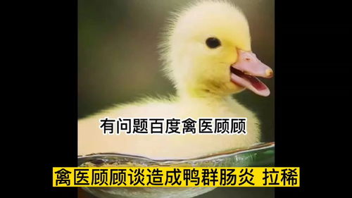 禽医顾顾谈造成鸭群肠炎 拉稀 水泻的原因及解决办法 鸭子 养鸭子 养鸭子技术 