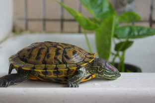 草龟和巴西龟哪个好,龟养巴西龟还是草龟？