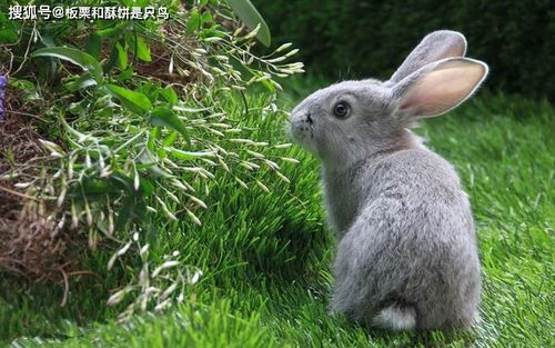青紫蓝兔是什么兔 这种兔子莫不是在身上背了个调色盘吧