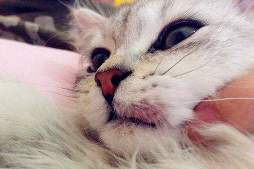 猫咪口炎是什么原因引起的