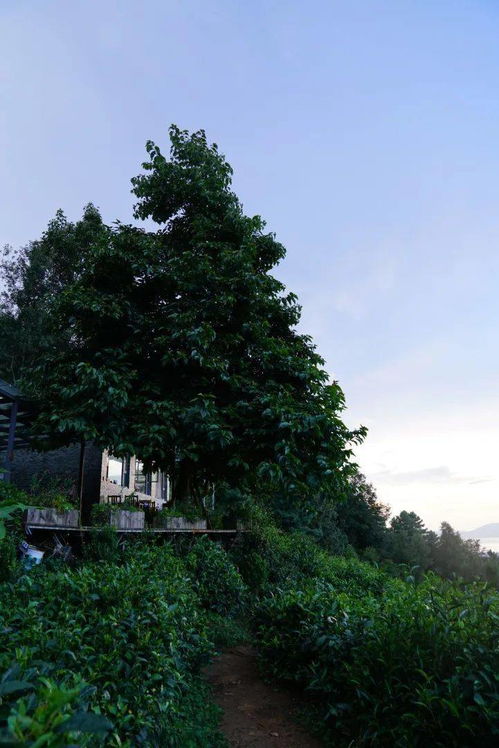 40岁没房没车没结婚,独居深山10年,靠100亩茶园征服赵薇和郎朗 这个女人有点意思