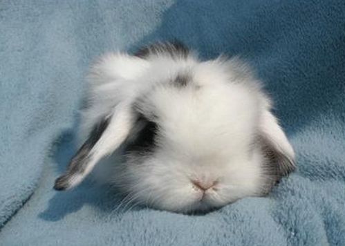 美国长毛垂耳兔,美国长毛垂耳兔价格多少钱一只