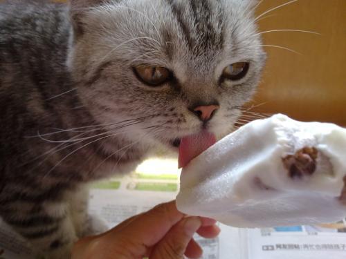 猫咪可以吃冰糕吗 