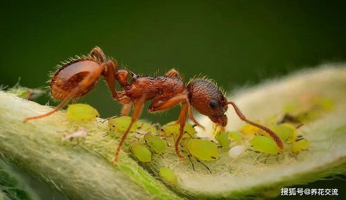 养花卉植物要避免蚂蚁靠近,否则容易招惹蚜虫,用有机方法可解决