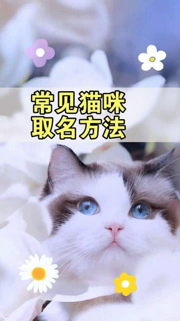 你家猫咪名字是什么呢 