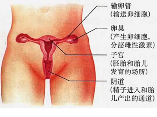 女性生理部位的详细数值(女性生理部位的详细数值图片)
