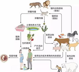 弓形虫感染的症状有哪些？如何诊断弓形虫感染？