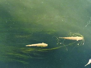 通惠河大量漂死鱼 都是放生的 