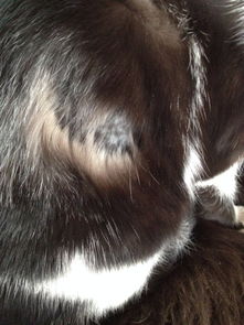 我家的猫咪身上出现了一块块的掉毛,属于什么病象,怎么治疗 