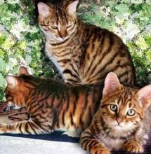 猫和虎DNA相似度95.6 ,除体型外,它们具体有什么区别