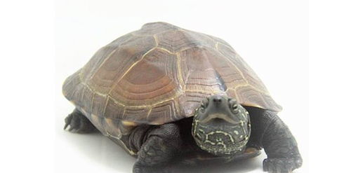 宠物乌龟好养吗 它的寿命有多长,饲养难点在哪里