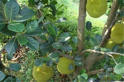 菠萝蜜苗的种植技术